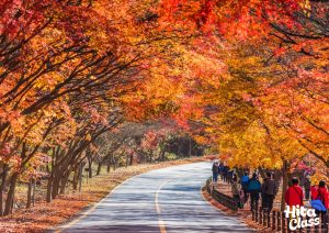 Read more about the article Kursus Bahasa Korea Bersertifikat: Tingkatkan Skill dan Peluang Akademik hingga Karier